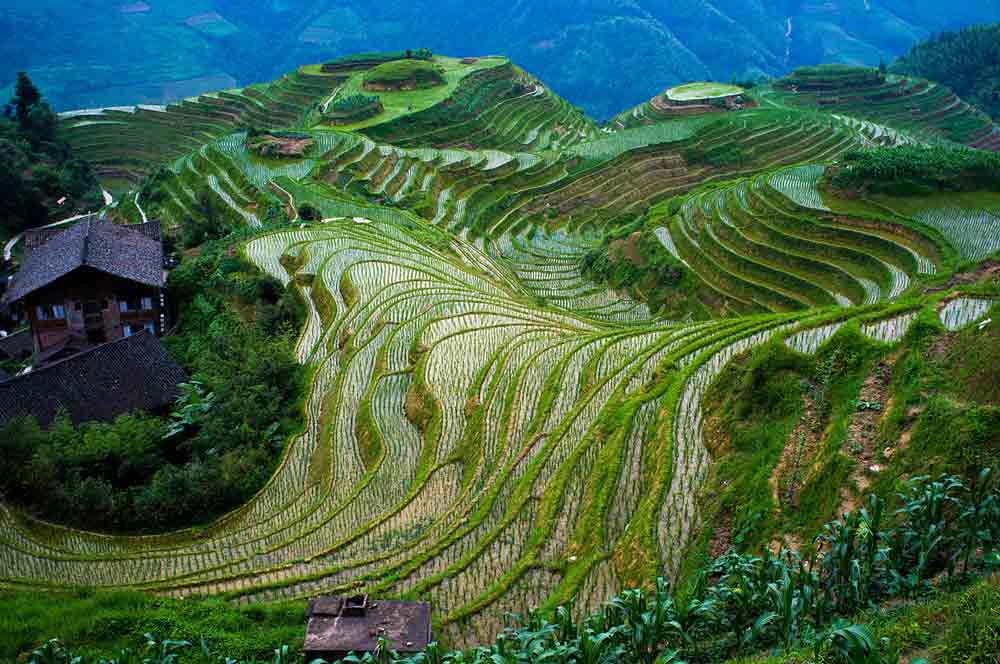 Longji rice terraces Longji rice terraces