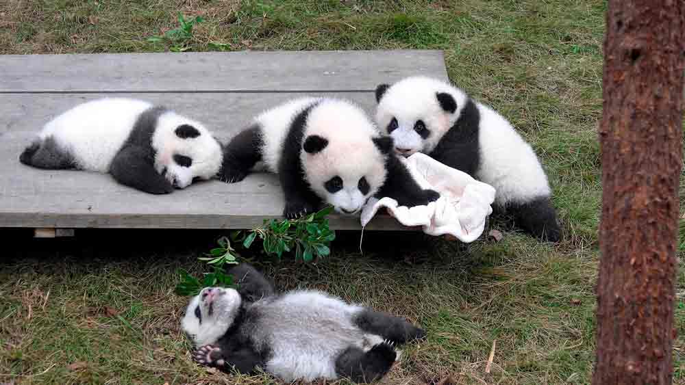 Chengdu Best places to visit in China
