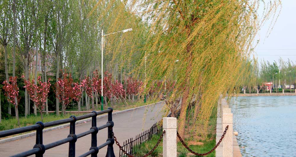 Шаньдунский профессиональный колледж науки и технологий